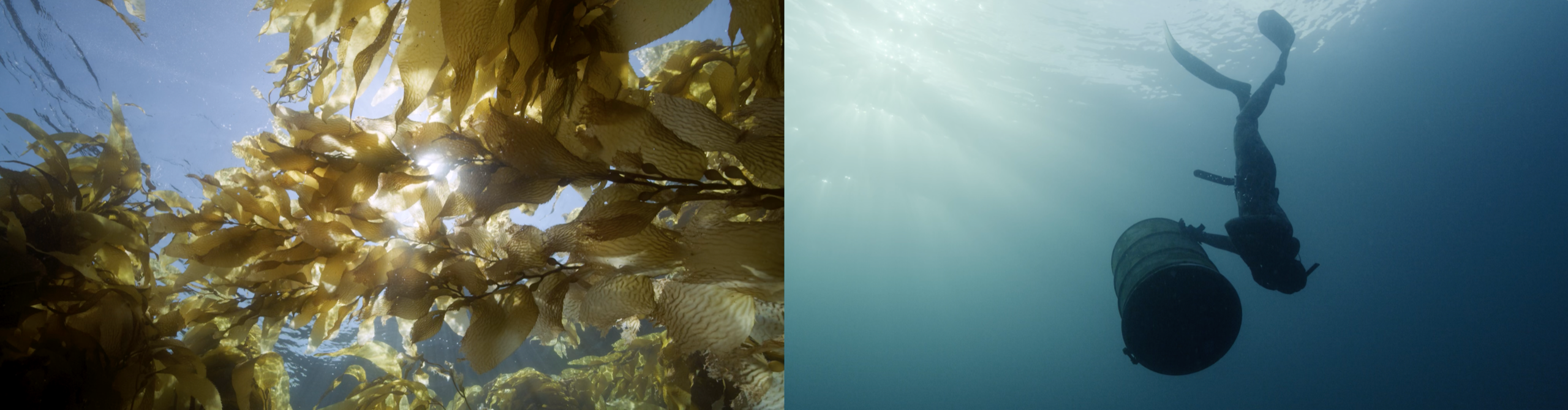 there are two frames, on the left looking from underwater up at kelp with the sun in the sky, on the right a diver and barrel